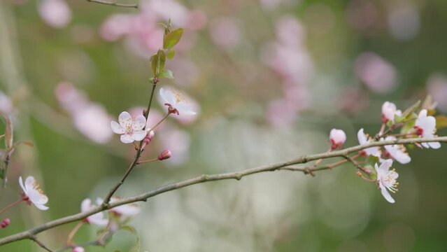 Blooming White Tree In Spring Cherry Plum. Plum Blossoms Are Blooming In Spring. Huge Flowering Tree.