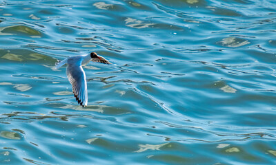 A seagull flies low over the water in close-up on a summer day.