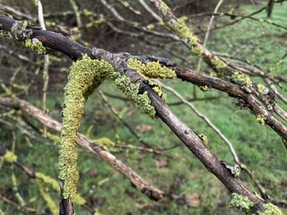Lichen on a branch
