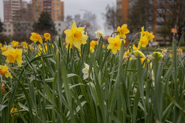 Fototapeta premium Yellow daffodils close-up with raindrops