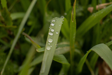 detail of raindrops in the grass