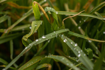 detail of raindrops in the grass