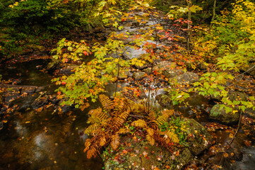 Cedar River In Autumn In The Adirondack Mountains Of New York State