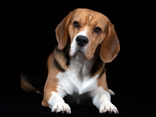 Junger Beagle Rüde vor schwarzem Hintergrund