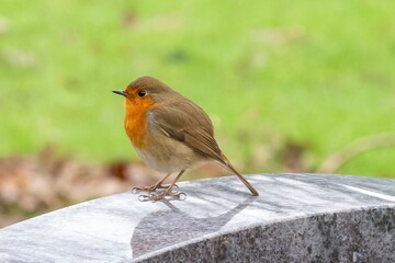 robin on a stone