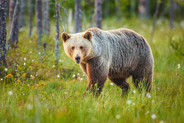 Close up of a European Brown Bear (Ursos arctos arctos) in a boreal forest, Finland