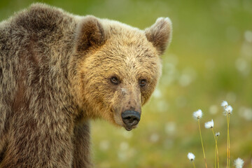 Portrait of a European Brown Bear (Ursos arctos arctos), Finland