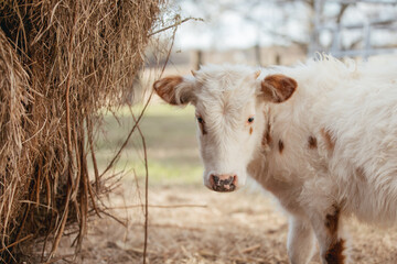 Cattle in a large field in Alabama. © Cowen