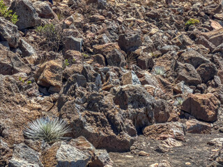 The Endangered Haleakalā Silver Sword Plant