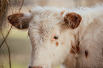 Cattle on a farm in rural Alabama.