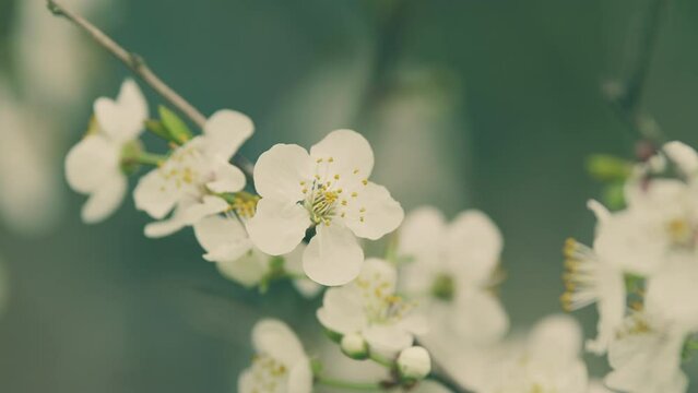 Plum Flowers Cherry. Natural Background With Blooming White Flowers With Red Centers.