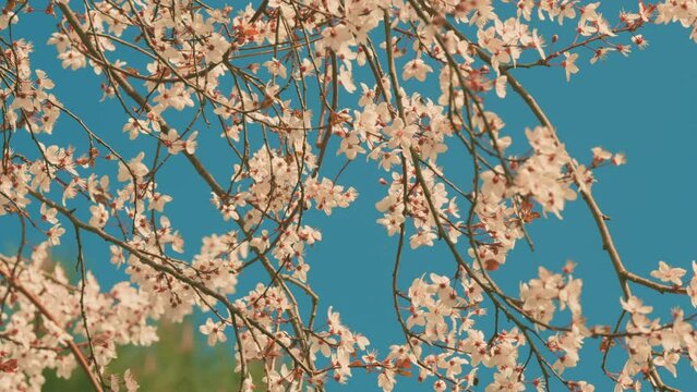 Cherry Tree Twigs. Light Flowers On A Branch With Red Leaves. Flowers With Red Centers In Early Spring.
