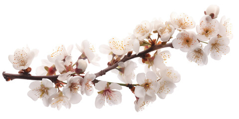Cherry blossom branch on a white background. Created with Generative AI technology