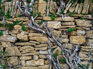 Stone wall of golden stones (Couzon stones) with dry roots, Beaujolais, France