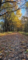 autumn walk in forest české budějovice czech republic