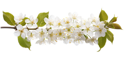 Obraz premium Cherry blossom branch on a white background. Created with Generative AI technology