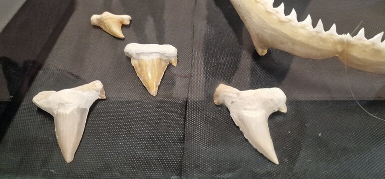 jaws of carcharhinus leucas lemon shark and taurus shand tiger shark and tooth of megalodon