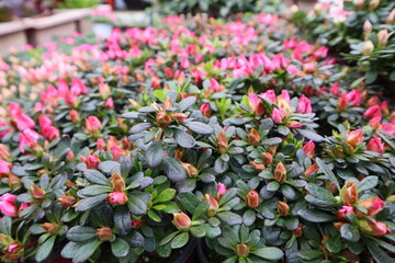 Rhododendronschlippenbachii, Rhododendron indicum, Flowers