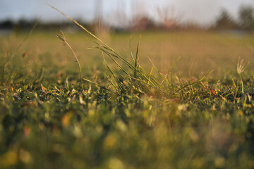 grass in the field