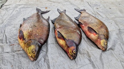 Abramis brama, commonly known as the common bream, is a species of freshwater fish found in Europe...