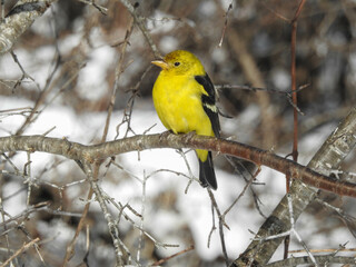 Western Tanager in non breeding plumage providing a vivid yellow pop of colour to a sunny winter day