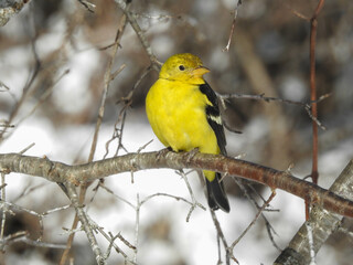 Western Tanager in non breeding plumage providing a vivid yellow pop of colour to a sunny winter day