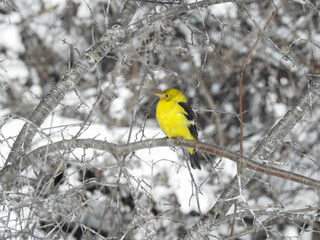 Naklejka premium Western Tanager in non breeding plumage providing a vivid yellow pop of colour to a sunny winter day