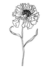 marigold glory flower minimalist line drawings