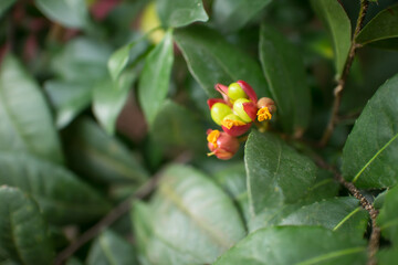 Ochna serrulata or small-leaved plane or carnival ochna