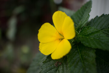 Sage Rose、Yellow Alder、Yellow Buttercups Turnera ulmifolia
