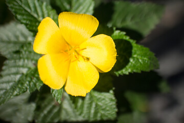 Sage Rose、Yellow Alder、Yellow Buttercups Turnera ulmifolia