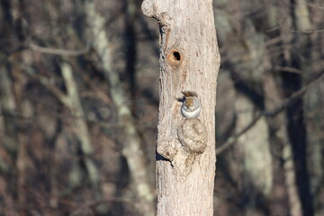 An eastern gray squirrel sitting outside of the opening to its nest inside a tree