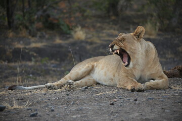 a yawning lioness in Etosha NP