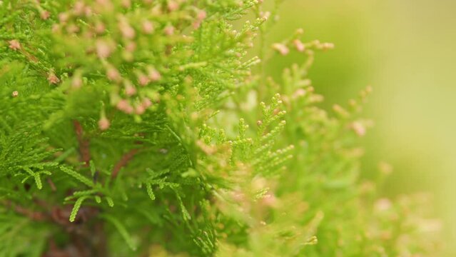 Beautiful Green Leaves Of Thuja. Thuya Leaf Coniferous Plant In Forest.