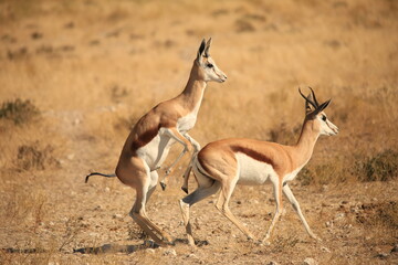 Naklejka na ściany i meble two mating thomson's gazelle in Etosha NP