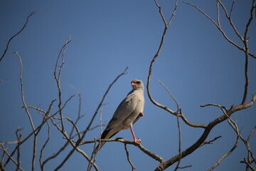 african goshawk on a bare tree in Etosha NP
