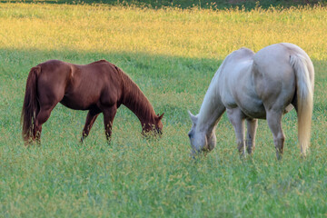 two horses grazing in a meadow
