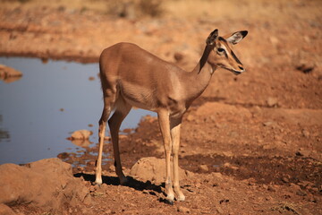 a single female impala antelope at a waterhole in Etosha NP