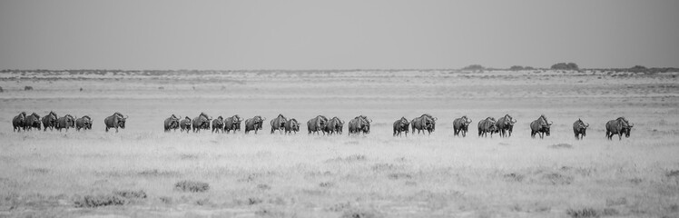 panoramic black and white picture of migration wildebeests in the savnnah of Etosha NP - obrazy, fototapety, plakaty