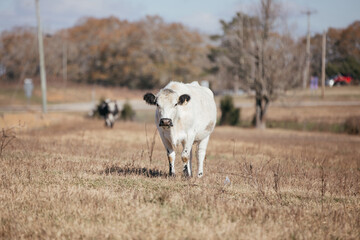 Large Cattle on a Farm in rural Alabama.