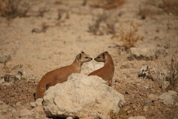 two mongoose in the dry Etosha NP
