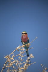 lilac breasted roller on the top of a twig in Etosha NP