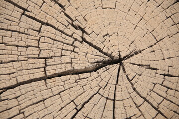 Obraz premium close-up picture of a cross section of a wooden trunk with many cracks