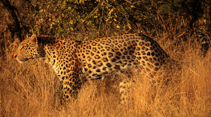 a male leopard in the bush of Namibia