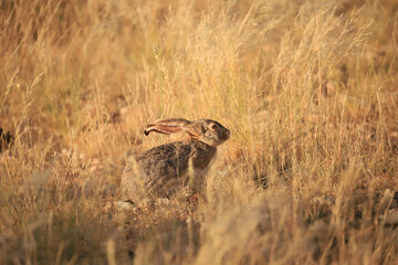 a single hare in the dry grasslands of Namibia