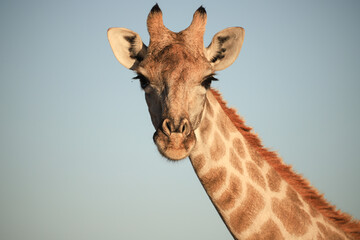 portrait picutre of a giraffe in Namibia
