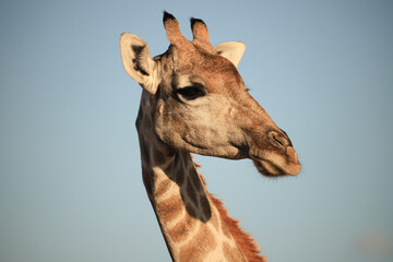 portrait picutre of a giraffe in Namibia