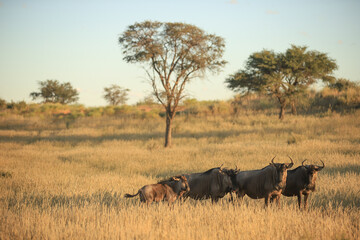 Obraz premium a herd of wildebeests in the kalahari desert