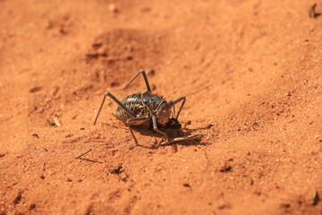 armoured ground cricket in the red sand of kalahari desert
