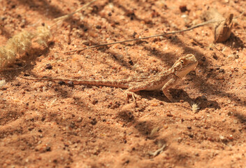 ground agama in the kalahari desert